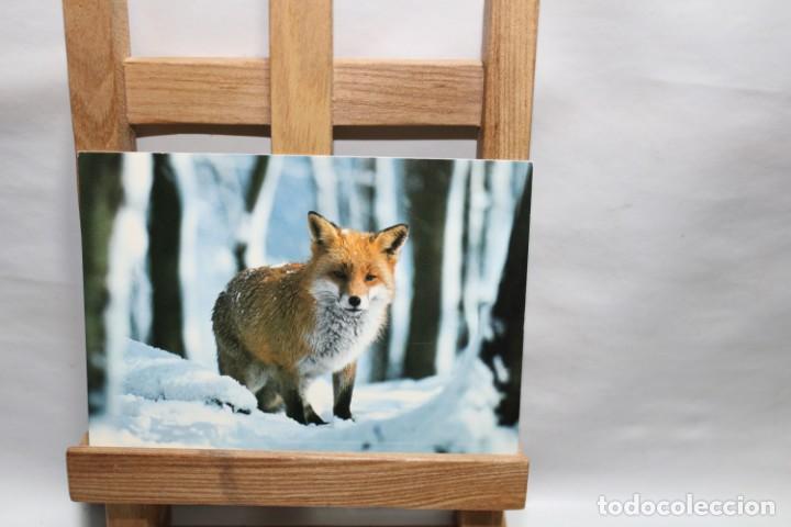 Postales: POSTAL VULPESM FUCHS RENARD FOX SIN CIRCULAR