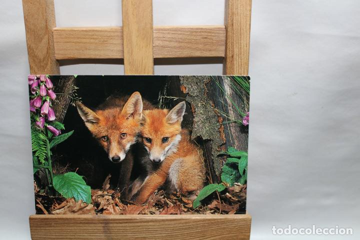 Postales: POSTAL FAUNE DE MONTAGNE RENARDS SIN CIRCULAR