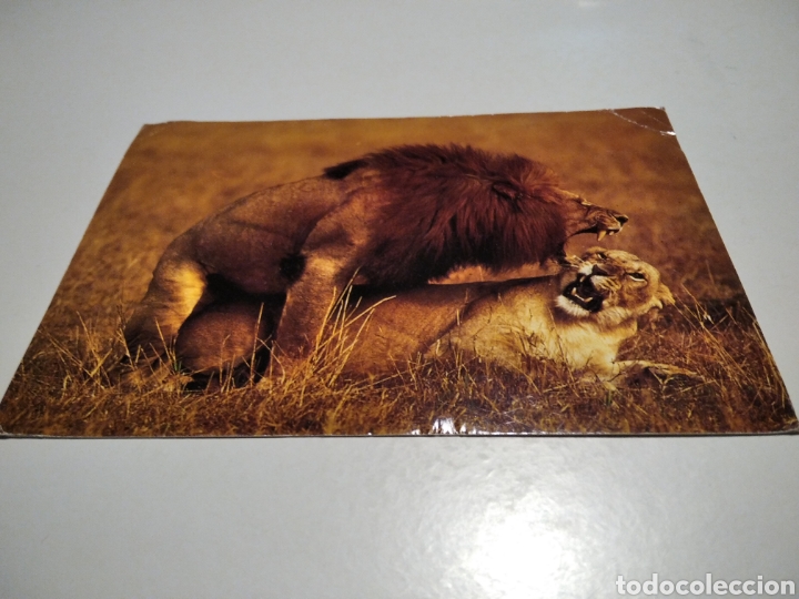 Postales: Postal sellos Kenia emparejamiento Leones