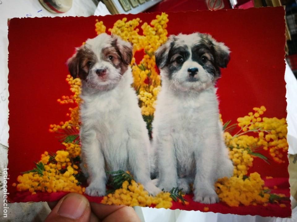 Postales: Postal Perritos C y Z N 6478 S/C