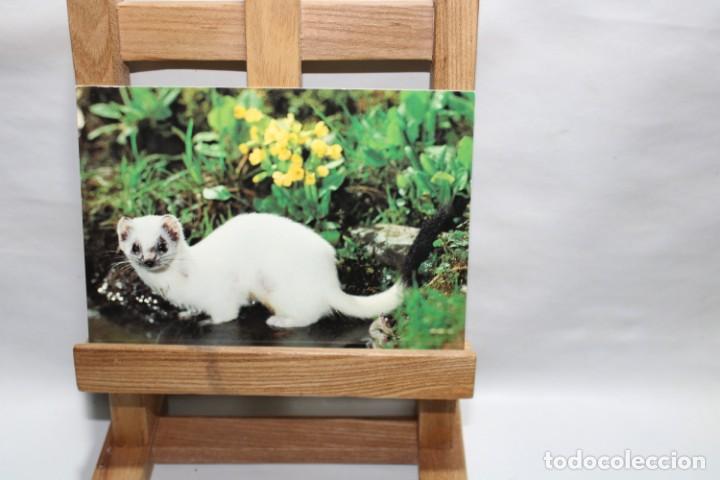 Postales: POSTAL MUSTELA ERMINEA HERMELIN SIN CIRCULAR