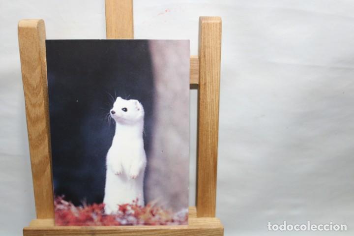 Postales: POSTAL L&acute;HERMINE MUSTELA ERMINEA SIN CIRCULAR