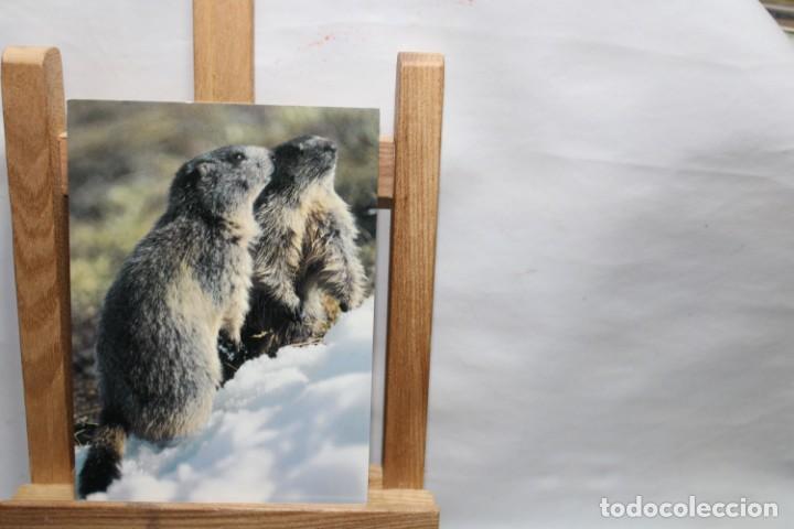 Postales: POSTAL MARMOTA MURMELTIER SIN CIRCULAR