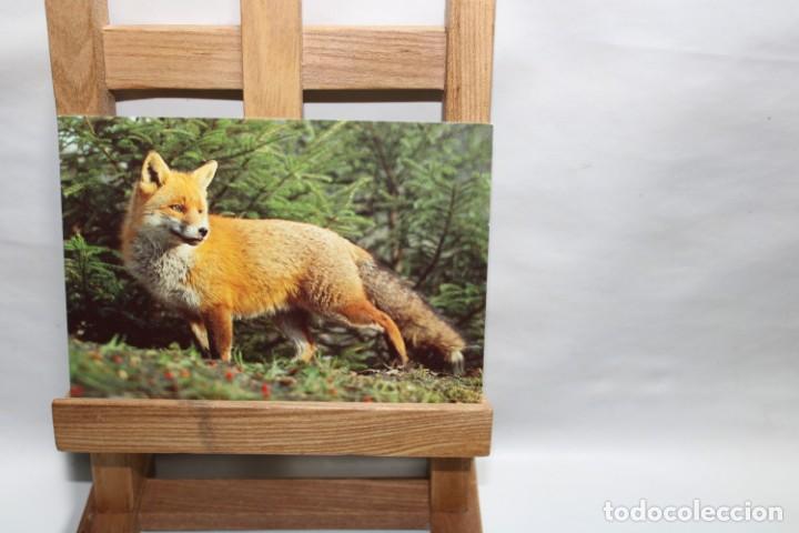 Postales: POSTAL VULPES FUCHS SIN CIRCULAR - Foto 1