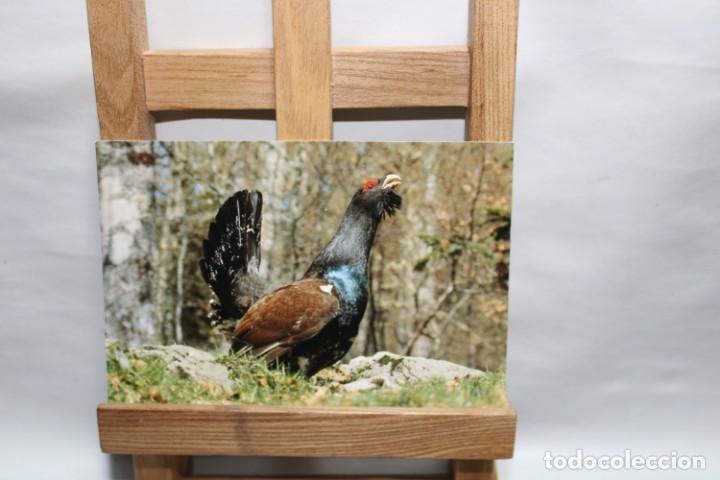 Postales: POSTAL GRAND TETRAS SIN CIRCULAR