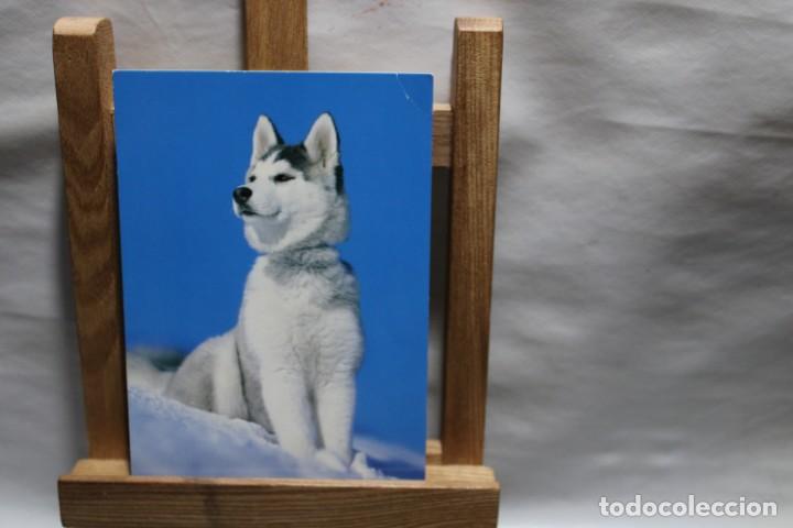 Postales: POSTAL HUSKY SIN CIRCULAR