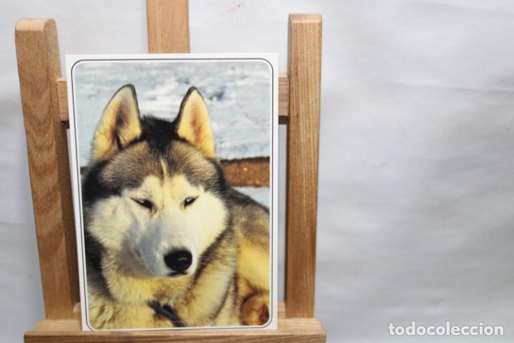 Postales: POSTAL HUSKY DE SIBERIE SIN CIRCULAR