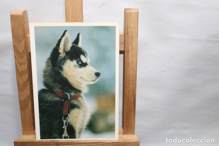 Postales: POSTAL CHIEN DE TRAINEAU SIN CIRCULAR