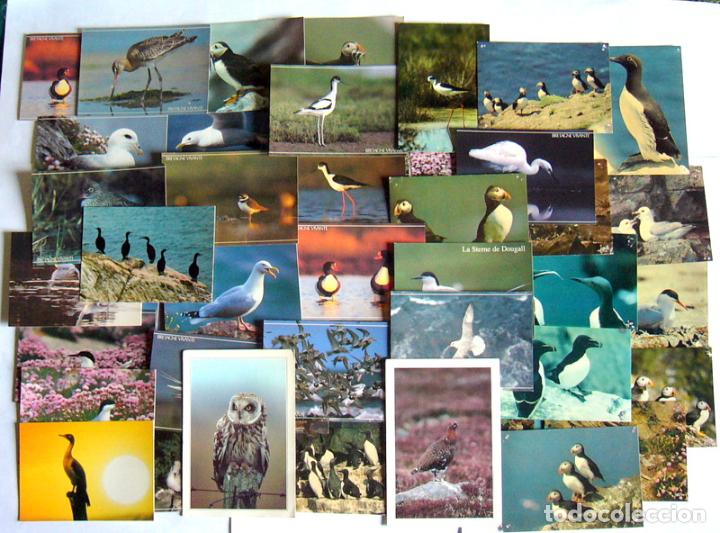 Postcards: LOTE DE 53 POSTALES DE AVES - 50 FRANCESAS Y 3 INGLESAS