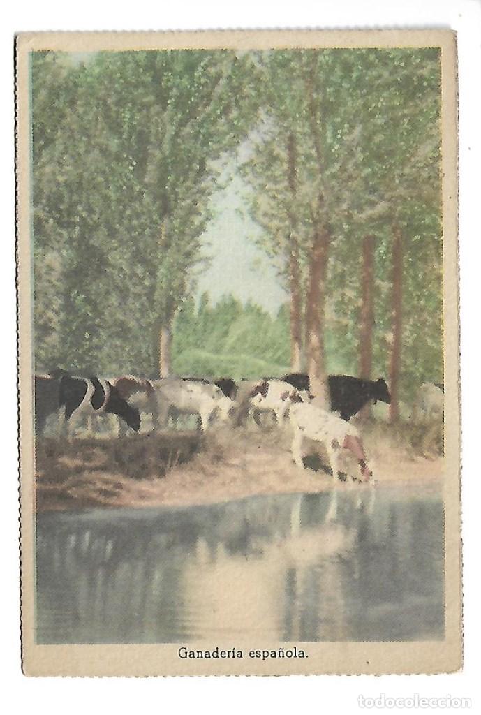 Postcards: 1R- POSTAL ANTIGUA DE VACAS DE GANADERIA ESPA&Ntilde;OLA - NUEVA