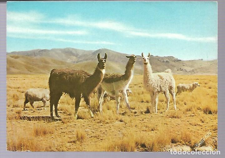 Postcards: 1R- BONITA POSTAL ANTIGUA - LLAMAS DE PERU - NUEVA