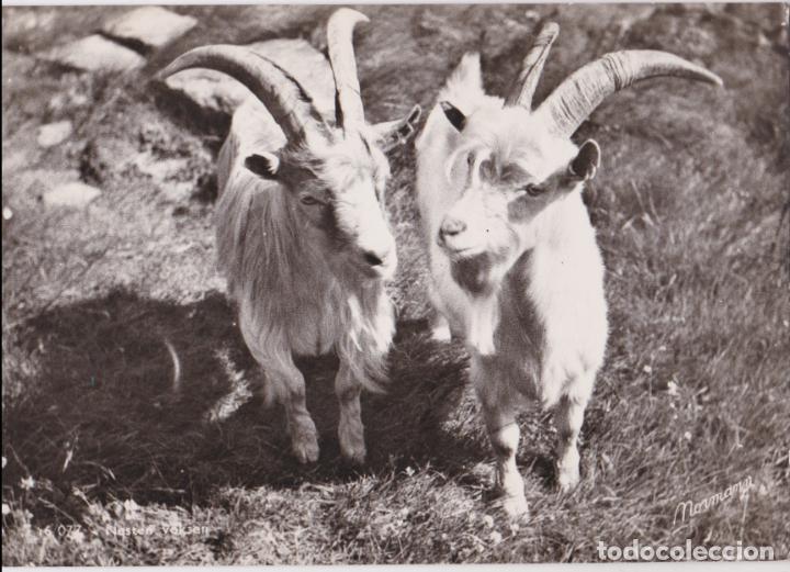 Postales: NORUEGA, RETRATO CABRAS NORUEGAS - ENERETT &ndash; S/C