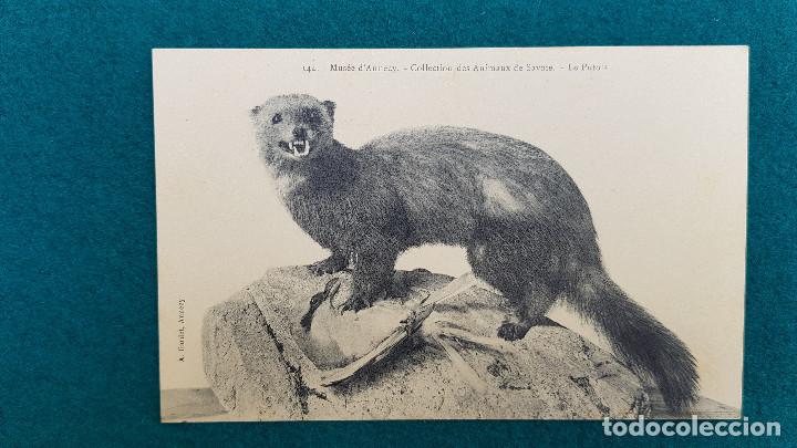 Postcards: POSTAL DE LE PUTOIS - MUSEE D'ANNECY - COLLECTION DE ANIMAUX DE SAVOIE