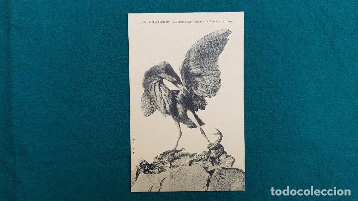 Postcards: POSTAL LE HERON - MUSEE D'ANNECY - COLLECTION DE ANIMAUX DE SAVOIE