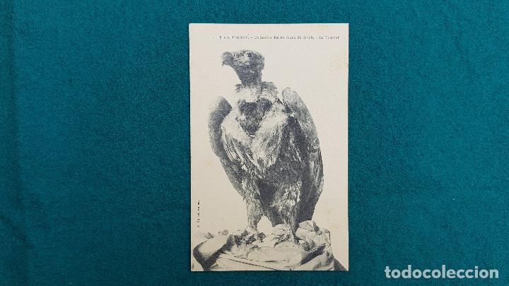 Postcards: POSTAL LE VANTOUR - MUSEE D'ANNECY - COLLECTION DE ANIMAUX DE SAVOIE