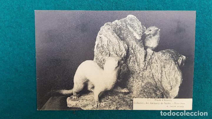 Postcards: POSTAL HERMINES - MUSEE D'ANNECY - COLLECTION DE ANIMAUX DE SAVOIE