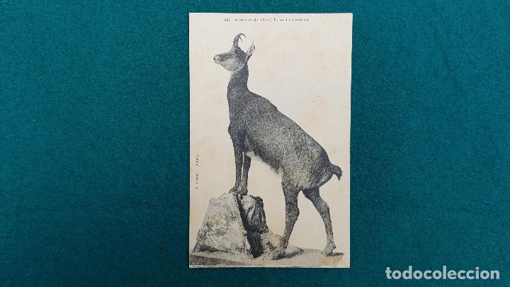 Postcards: POSTAL LE CHAMOIS - MUSEE D'ANNECY - COLLECTION DE ANIMAUX DE SAVOIE