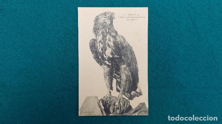 Postcards: POSTAL AIGLE IMPERIAL - MUSEE D'ANNECY - COLLECTION DE ANIMAUX DE SAVOIE