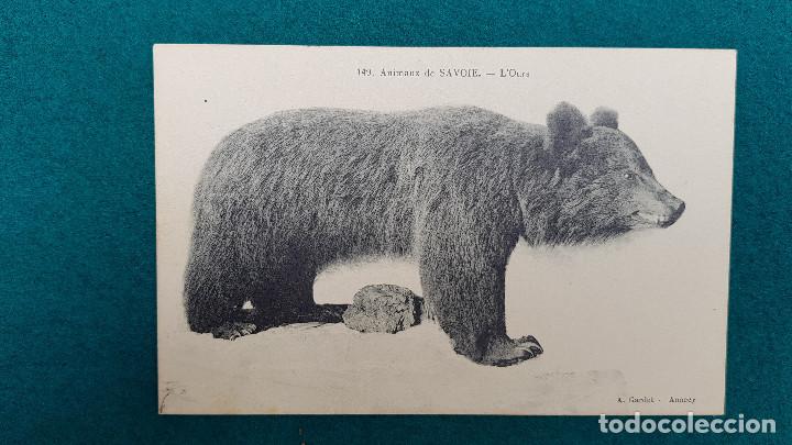 Postcards: POSTAL L'OURS - MUSEE D'ANNECY - COLLECTION DE ANIMAUX DE SAVOIE