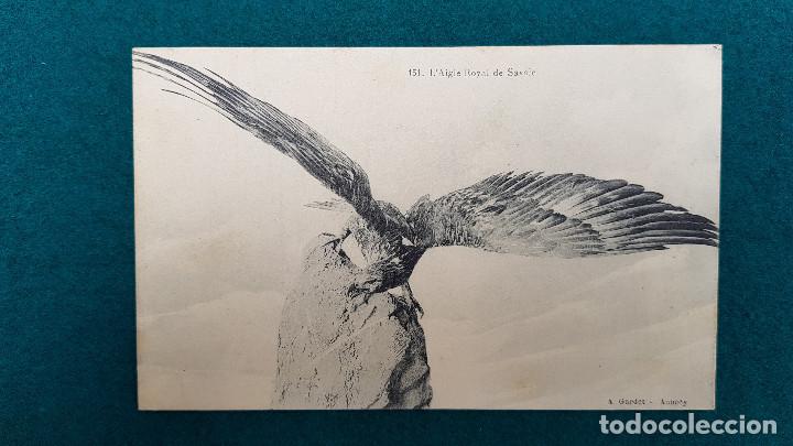 Postcards: POSTAL L'AIGLE ROYAL - MUSEE D'ANNECY - COLLECTION DE ANIMAUX DE SAVOIE