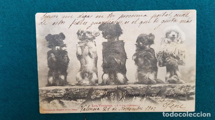 Postcards: POSTAL LES TOUTOUS (1902) A DROITE ALIGNEMENT