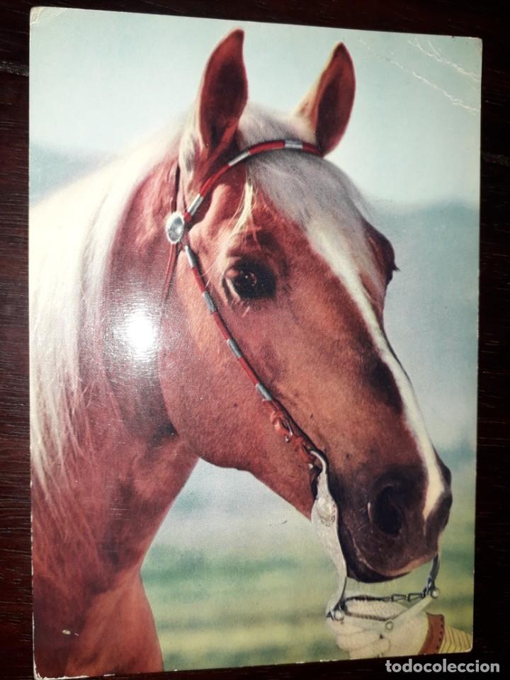 Postcards: N&ordm; 5668 POSTAL CABALLO