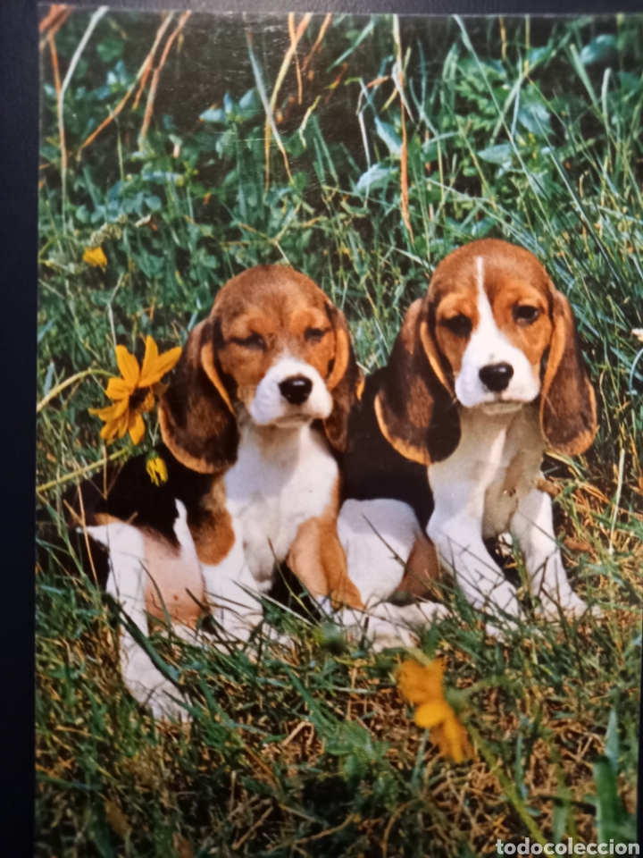 Postcards: Postal de. Perros. Pareja de cachorros raza beagle.