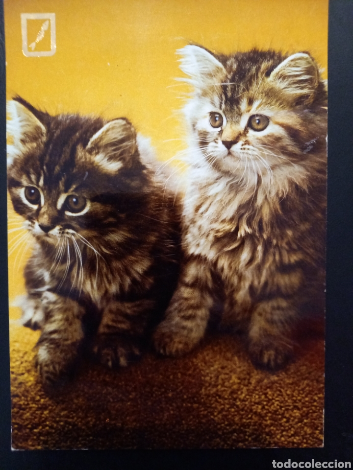 Postcards: Postal de. Gatos. Pareja de cachorros de gato pardo.