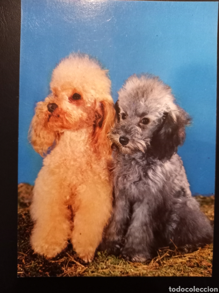 Postcards: Postal de. Perros. Pareja de caniches.