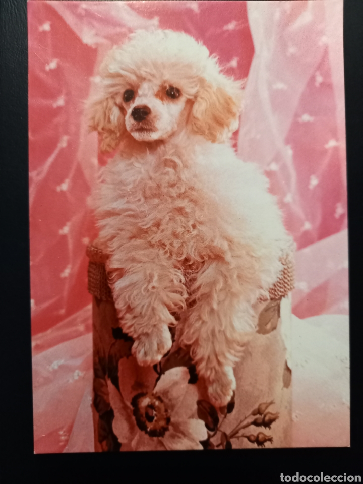 Postcards: Poztal de. Perros. Caniche. Sobre una caja redonda.