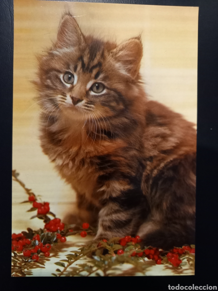 Postcards: Postal de. Gatos. Gato pardo sentado.