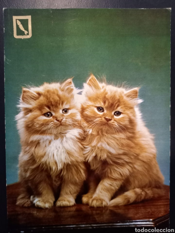 Postcards: Postal de. Gatos pareja de cschorros sentados.