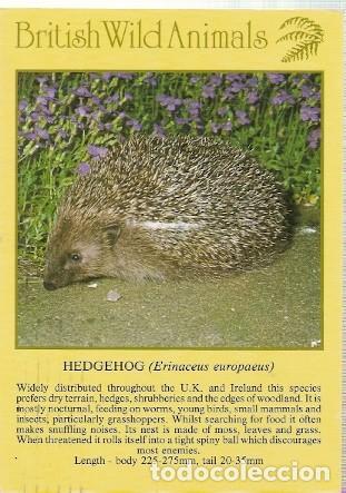 Postais: Gran Bretana & Circulado, Animales Salvajes Brit&aacute;nicos, Erizo, Erinaceus uropaeus, Hayes (25573)