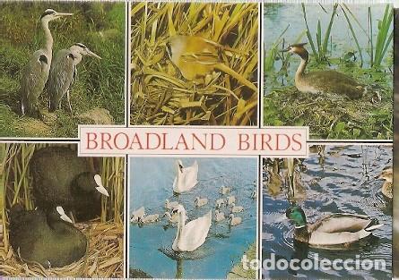 Postais: Gran Bretana & Circulado, Aves de Broadland, Norwich a Skipton 2006 (6876)