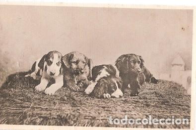 Postais: Gran Bretana & Circulado, Nuestras mascotas, Davidson Bros, Wingham to Sunbury 1905 (6055)