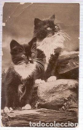 Postcards: Gran Bretana & Circulado, Gatos, Ripon 1915 (6055)