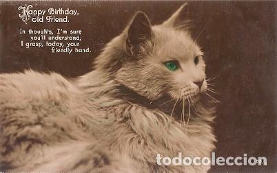 Postais: Gran Bretana & Circulado, Gato, Feliz Cumplea&ntilde;os Vieja amiga, Witham 1925 (93)