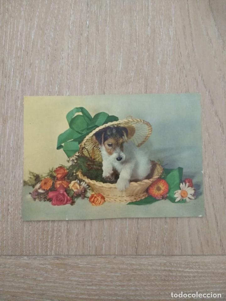 Postales: ANTIGUA POSTAL &laquo;PERRO EN CESTO CON FLORES&raquo; - Foto 1