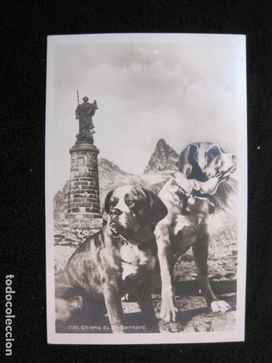 Cartes Postales: PERROS SAN BERNARDO-CHIENS DU ST BERNARD-FOTOGRAFICA-POSTAL ANTIGUA-(78.108)