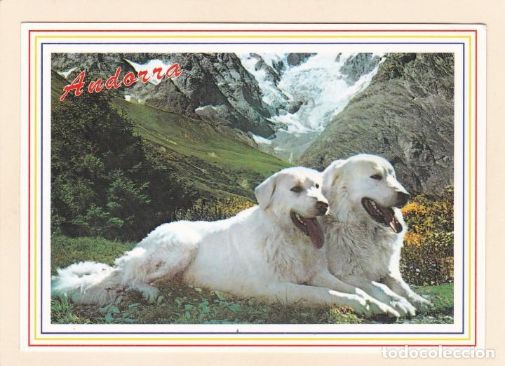 Postkarten: POSTAL PERROS DE MONTA&Ntilde;A DE LOS PIRINEOS. VALLES DE ANDORRA