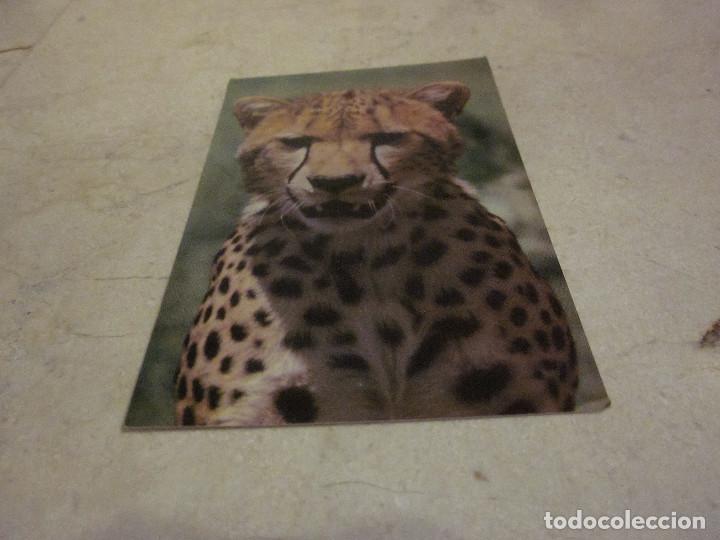 Cartes Postales: POSTAL CHEETAH - EAST AFRICAN WILD LIFE SOCIETY - KENYA - A&Ntilde;OS 80