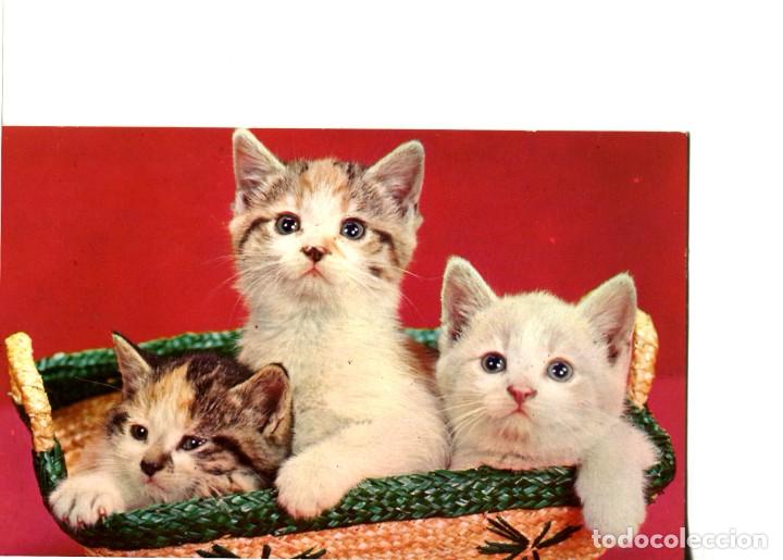 Cartes Postales: POSTAL EXTRANJERA DE GATOS