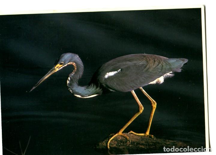 Cartes Postales: POSTAL EXTRANJERA PAJARO HERON (Ave)