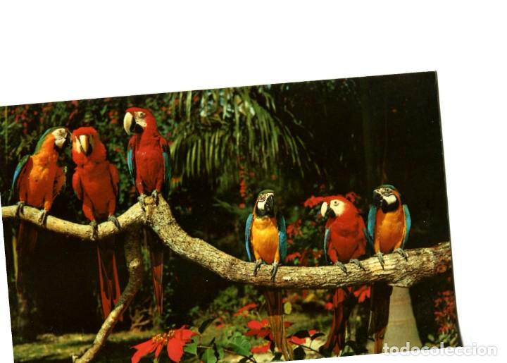 Cartes Postales: POSTAL EXTRANJERA SELVA DE LOROS