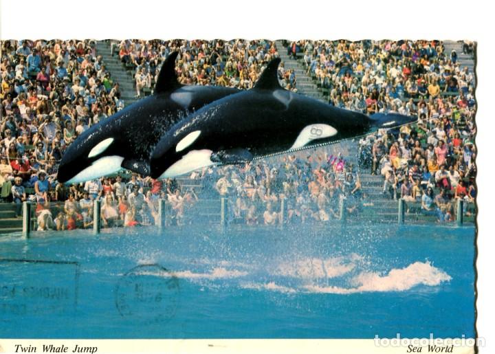 Cartes Postales: POSTAL EXTRANJERA EDITA SEA WOLD -SALTO DE DELFINES GEMELOS-