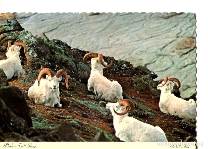 Cartes Postales: POSTAL EXTRANJERA EDITA ARCTID CIRCLE -OVEJAS DE ALASKA-