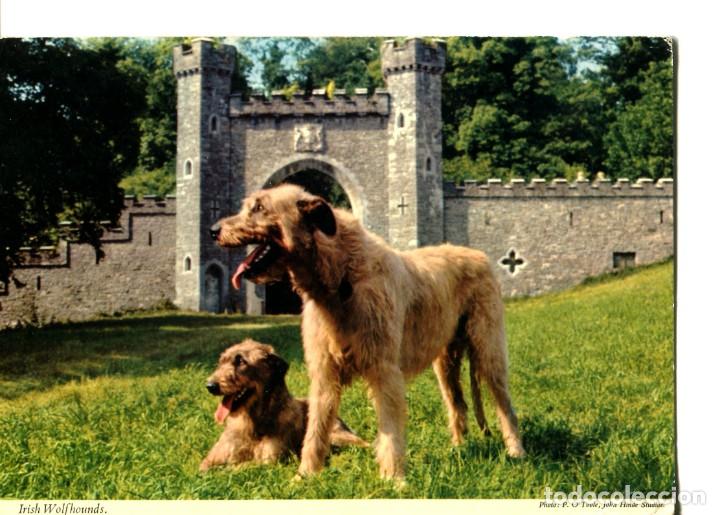 Cartes Postales: POSTAL EXTRANJERA LOBOS IRLANDESES SON COMO PERROS