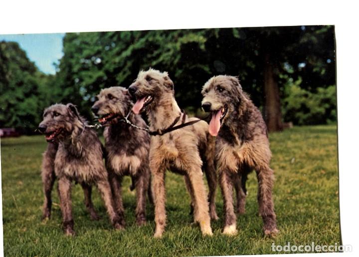 Cartes Postales: POSTAL EXTRANJERA LOBOS IRLANDESES SON COMO PERROS