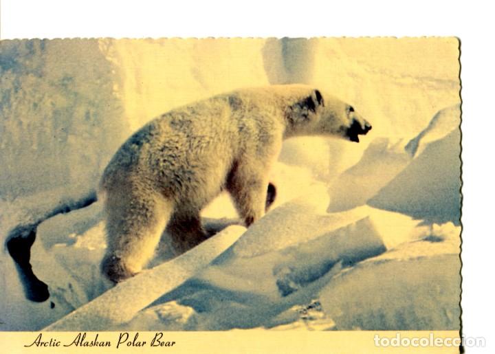Cartes Postales: POSTAL EXTRANJERA OSO POLAR ARTICO DE ALASKA