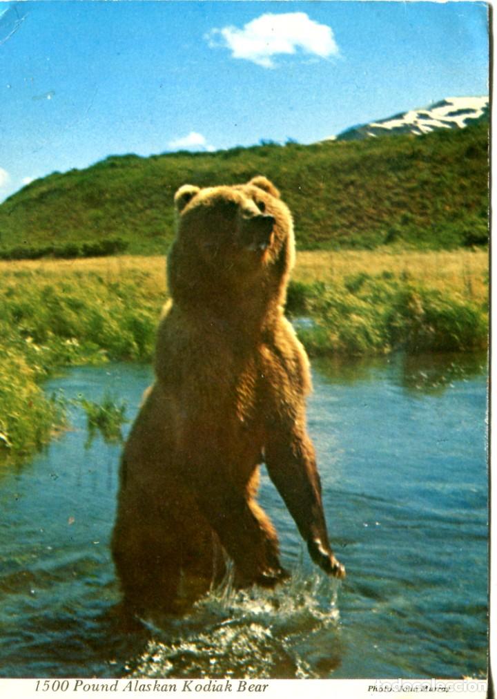 Cartes Postales: POSTAL EXTRANJERA OSO KODIAK DE ALASKA